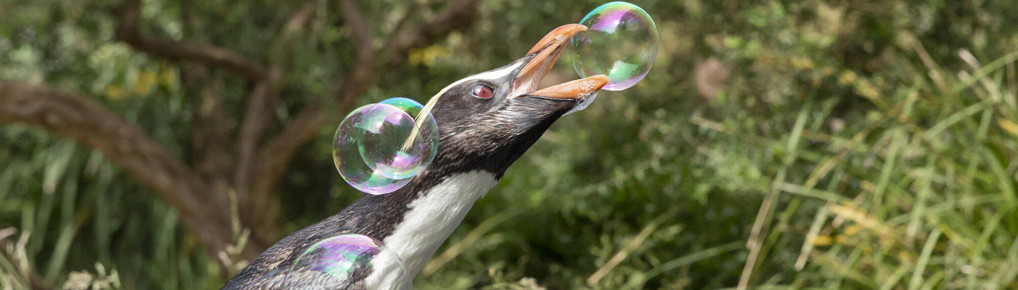 A penguin tried bursting a bubble with its beak