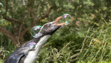 A Fjordland Penguin, trying to burst one of five bubbles with the beak.