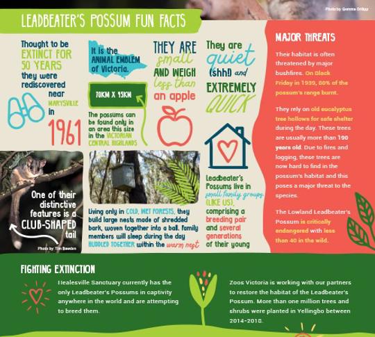 Leadbeater's Possum fun facts.