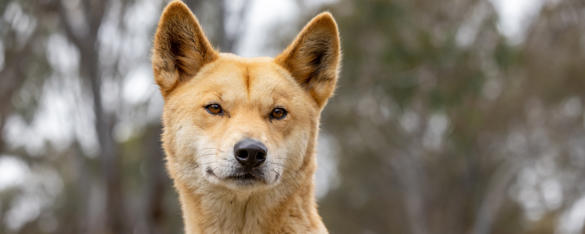 Close up of a dingo head with its orange fur, brown eyes and black nose