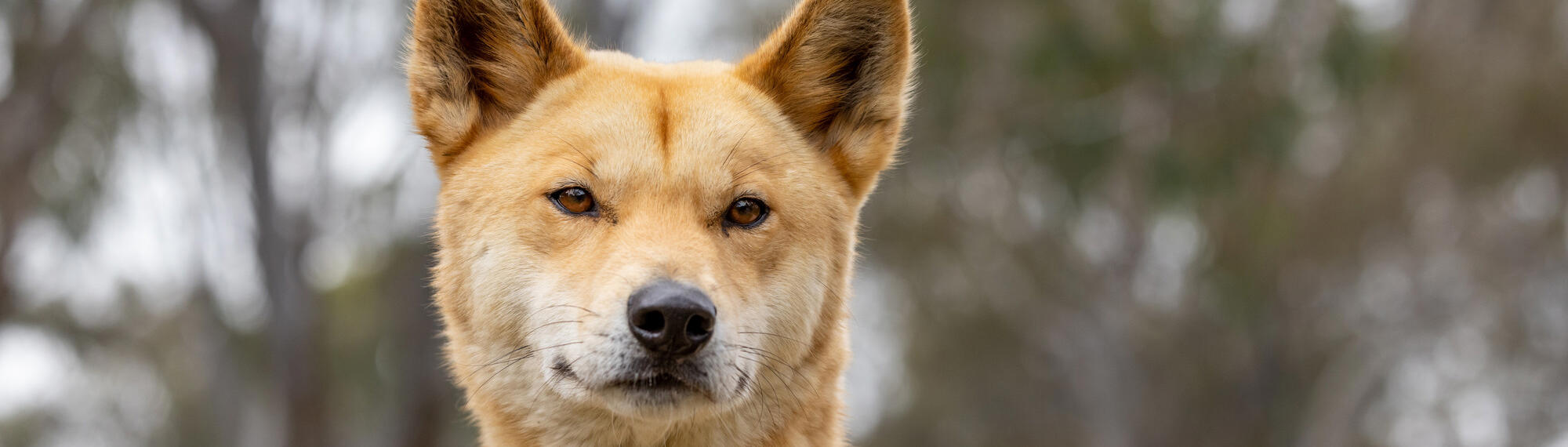 Close up of a dingo head with its orange fur, brown eyes and black nose
