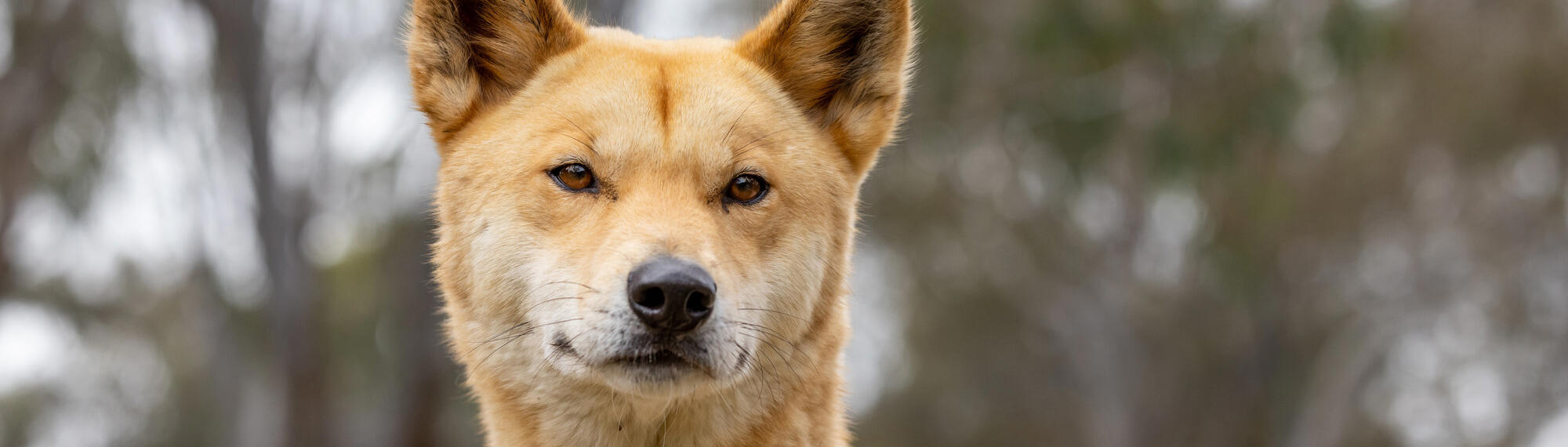 Close-up of a Dingo's head with pale orange fur, brown eyes and a black nose.