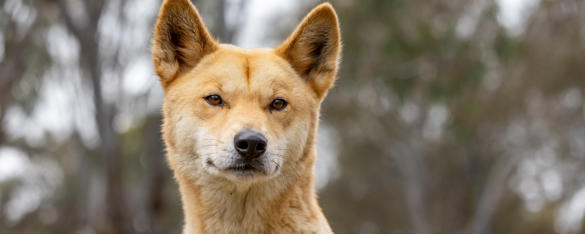 Close-up of a Dingo's head with pale orange fur, brown eyes and a black nose.