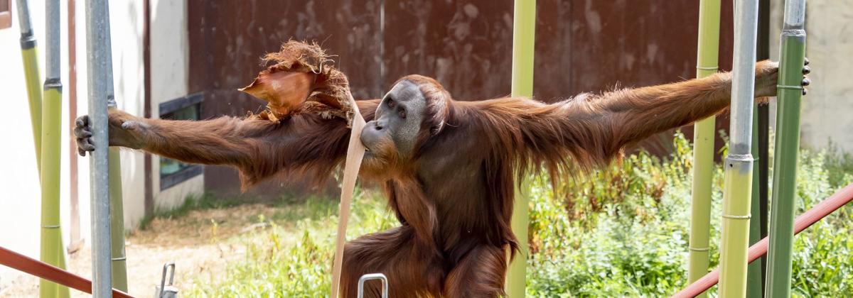 Orangutan swinging left between poles while holding a palm fond in their mouth.