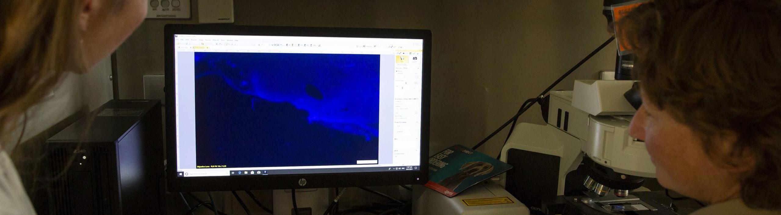 Two women looking at a computer screen displaying a blue scan of Orange-Bellied Parrot egg.
