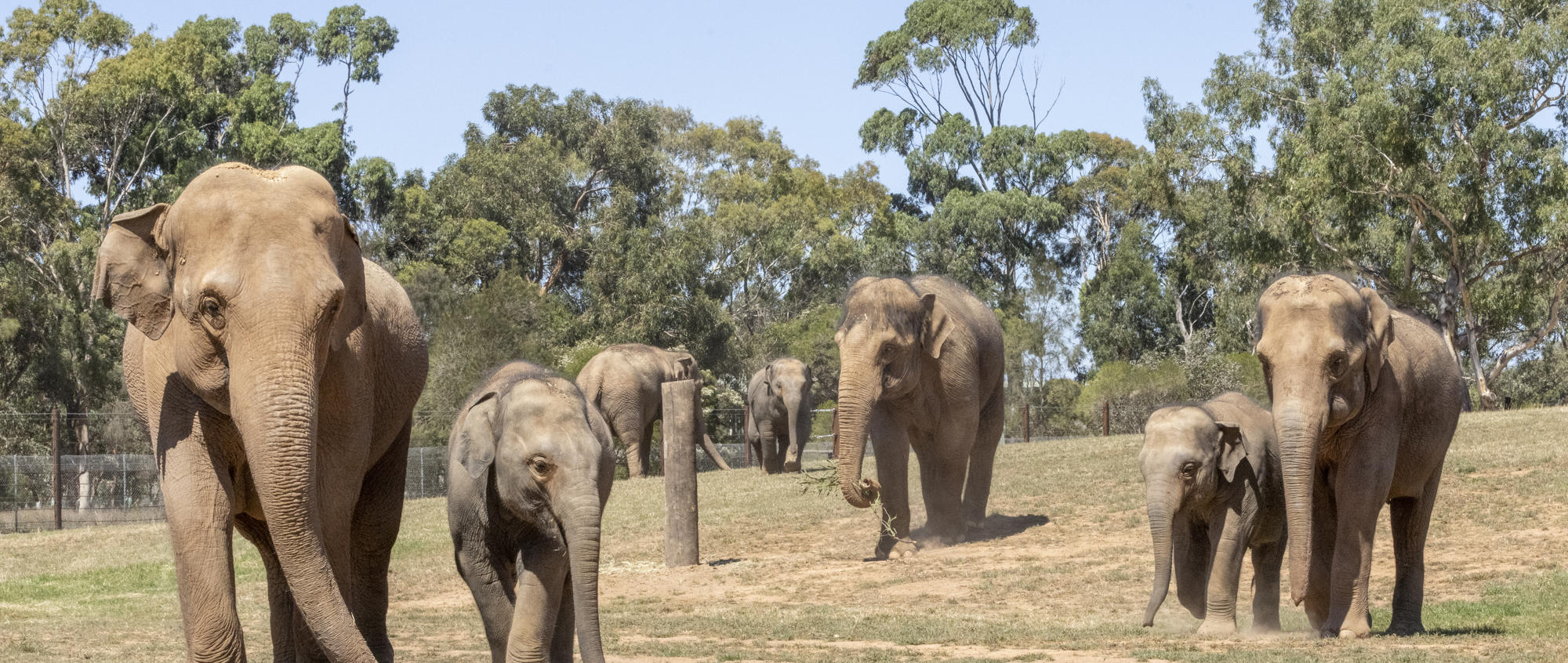 A herd of seven Asian Elephants walking across their new paddock toward the camera.