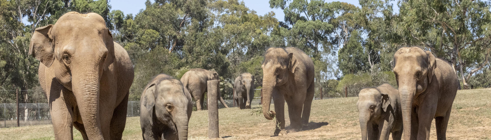 A herd of seven Asian Elephants walking across their new paddock toward the camera.