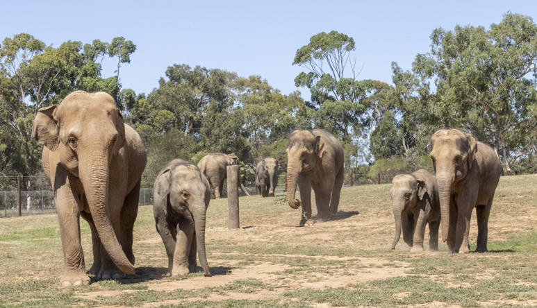 A herd of seven Asian Elephants walking across their new paddock toward the camera.