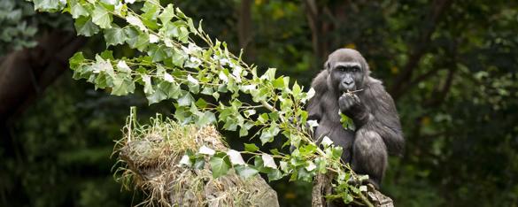 Wester Lowland Gorilla Kanzi eats some leaves from a branch