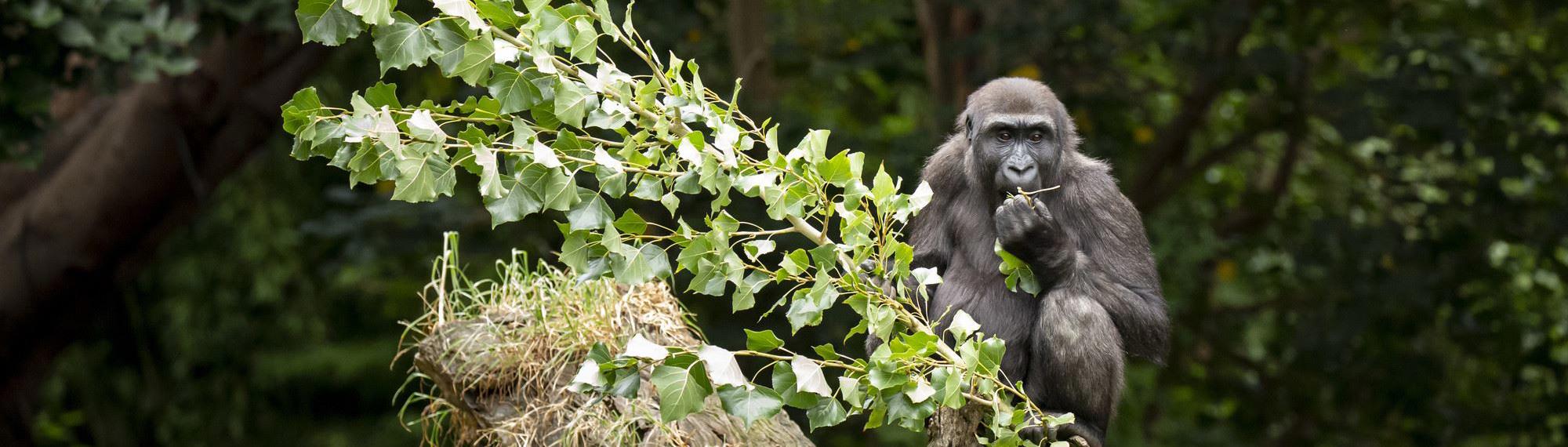Wester Lowland Gorilla Kanzi eats some leaves from a branch