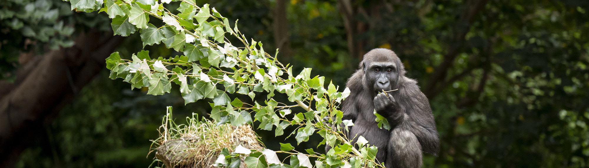 Western Lowland Gorilla Kanzi eats some leaves from a branch.
