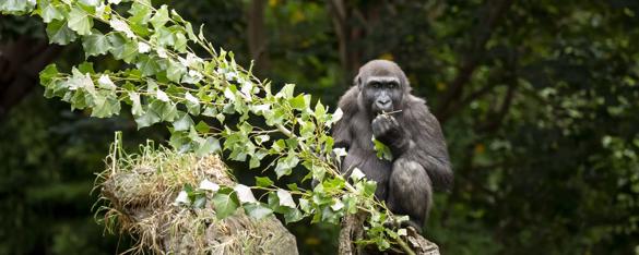 Western Lowland Gorilla Kanzi eats some leaves from a branch.