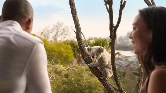 Close up of koala in a tree and two visitors looking at it from the animal view room