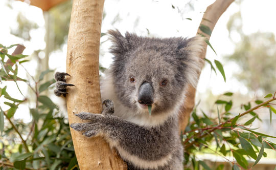 Close up of a Koala, looking toward camera with small leaf sticking out of mouth.