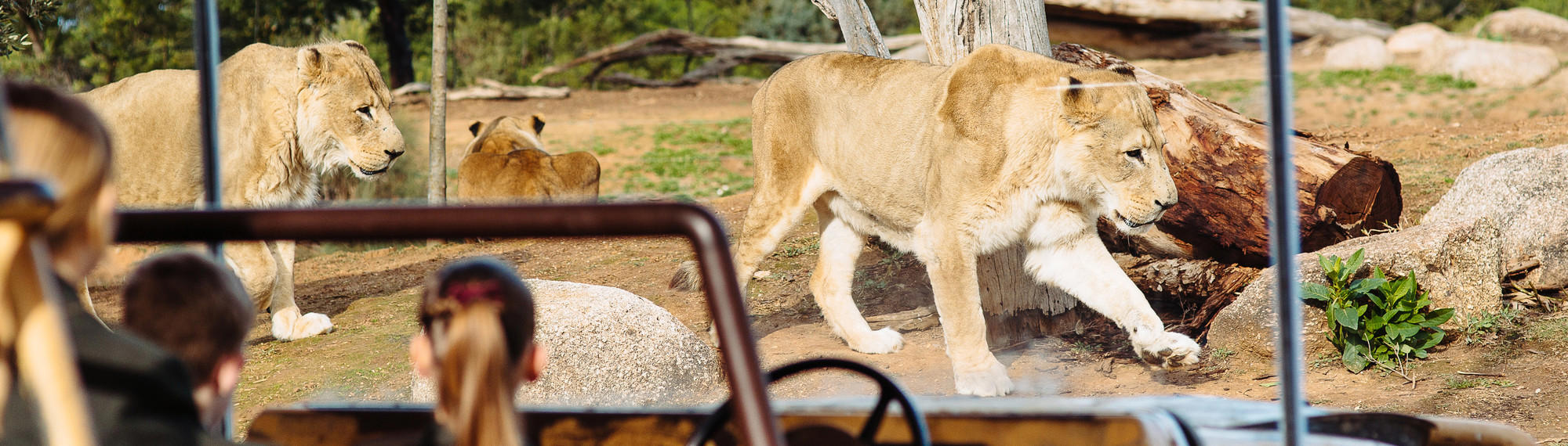 Rear view of secondary students as they look into the Lion exhibit as two lions walk from left to right and one has its back to the glass