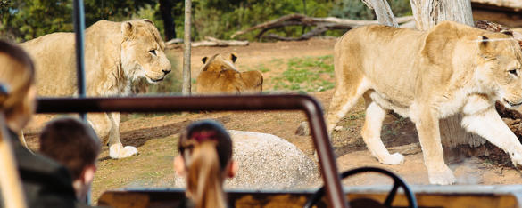 Rear view of secondary students as they look into the Lion exhibit, as two Lionesses walk from left to right and one has her back to the glass.