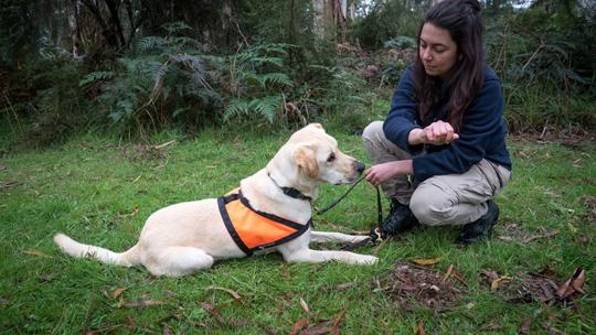 A Zoo staff member holds the leash of a Golden Labrador in a forest clearing, the dog wearing a fluorescent orange vest.