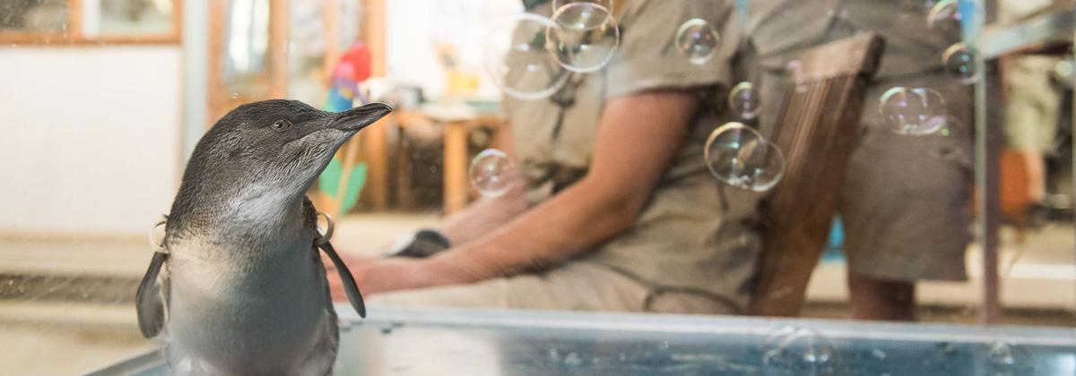 A penguin watches bubbles floating in the air; a zoo keeper is sitting in a chair in the background