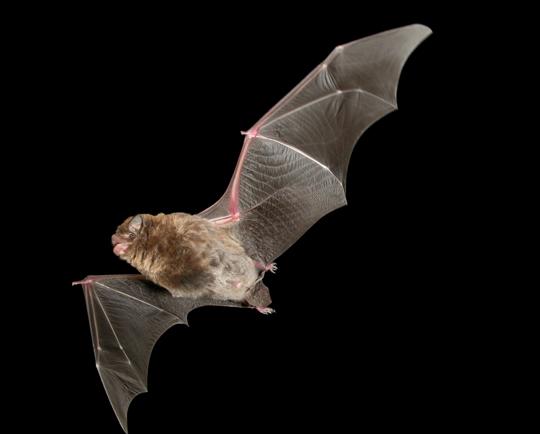 Southern Bent-wing Bat, flying left against a black background.