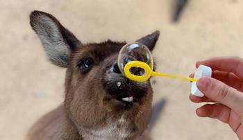 A kangaroo looks at a bubble wand with a bubble coming out of it