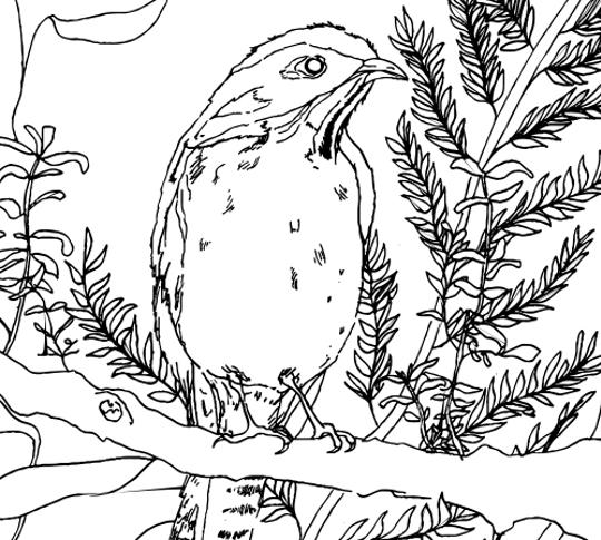 Helmeted Honeyeater colouring sheet.