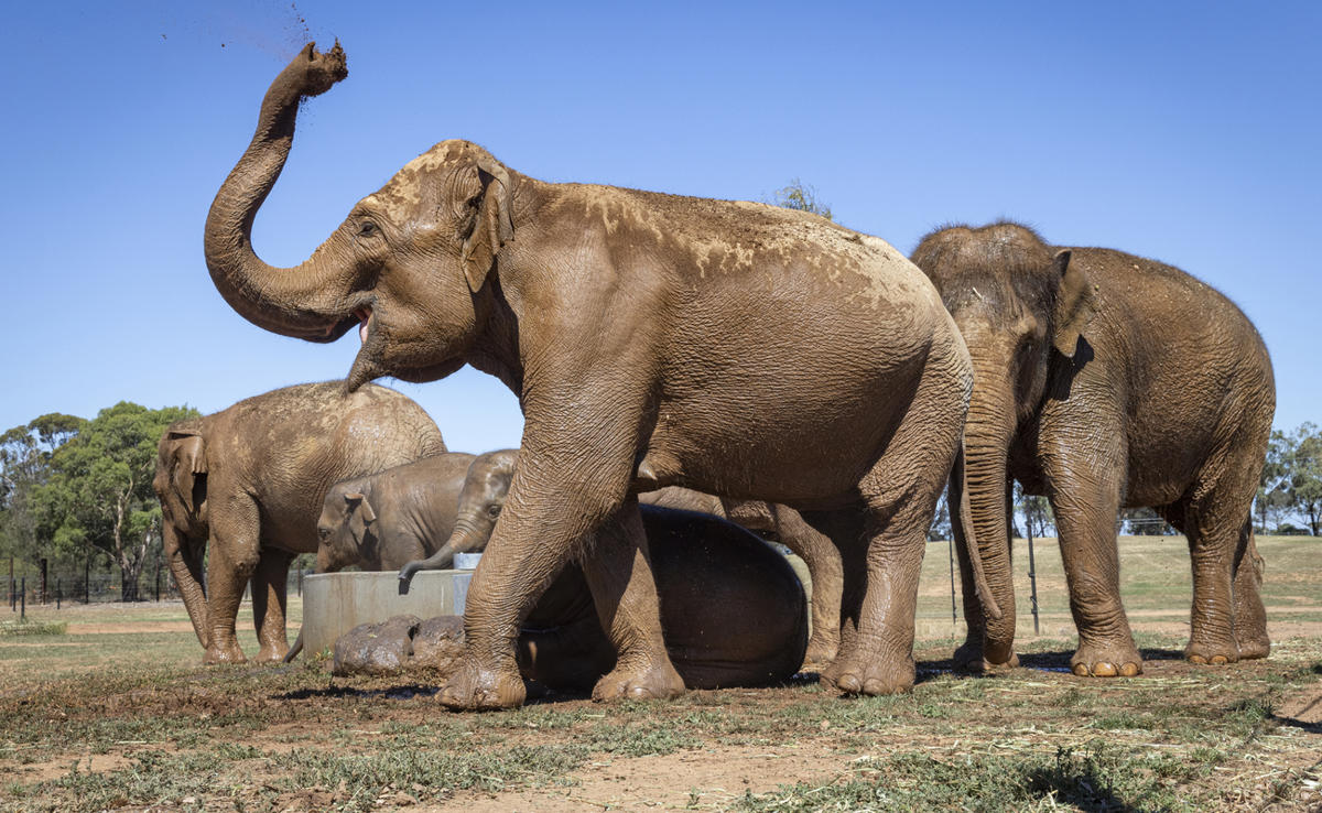 At least seven Asian Elephants, all facing left, one flinging dirt with her trunk.