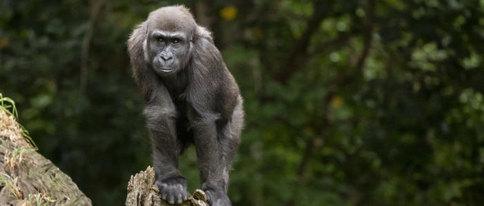 Kanzi On Her 4Th Birthday