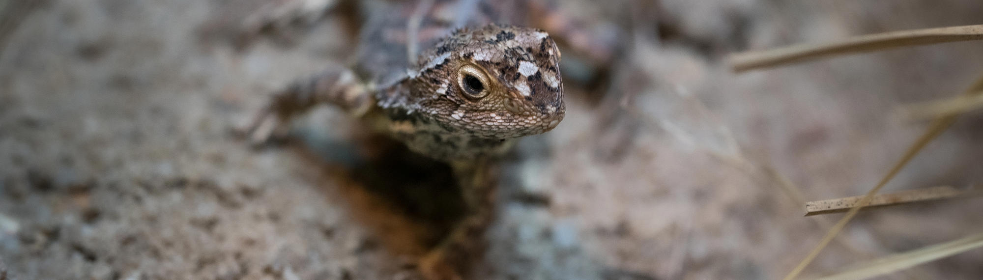 Grassland Earless Dragon, facing slightly right of frame.