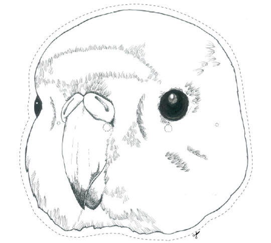 Orange-bellied Parrot cut-out face mask.