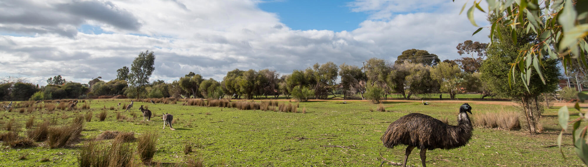 View of Kyabram Fauna Park, with an Emu to the right, photographed by Chris Hawking.