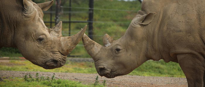 Rhinos Kifaru And Kipenzi