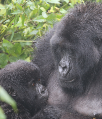 A mother gorilla holds a baby gorilla in its arms and looks into its eyes