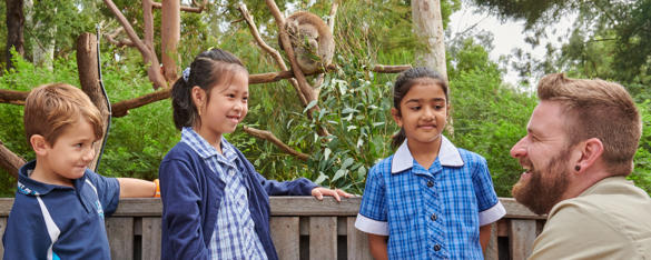 Four young school students in uniform smile while while listening to a Zoo staff member, who is crouched down in front of a Koala in a tree.