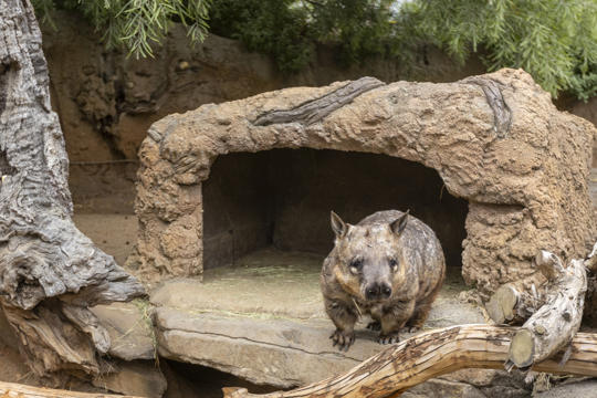 Southern Hair-Nosed Wombat standing outside his enclosure and facing the camera.