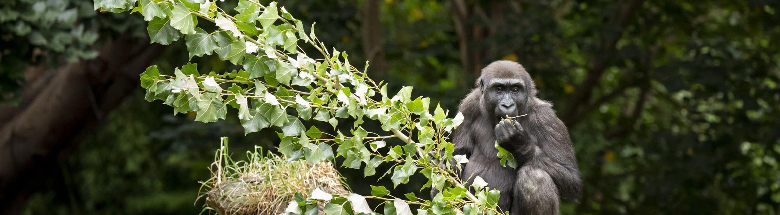 A young gorilla perching on top of a log, eating green leaves.