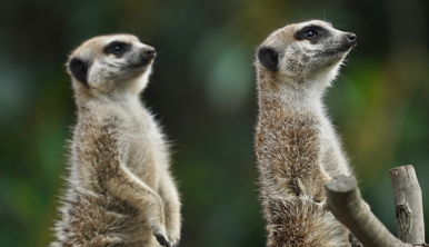 Two small brown meerkats standing straight as they keep watch 