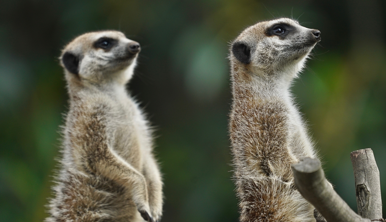 Two small pale brown Meerkats standing straight as they keep watch, both facing right.