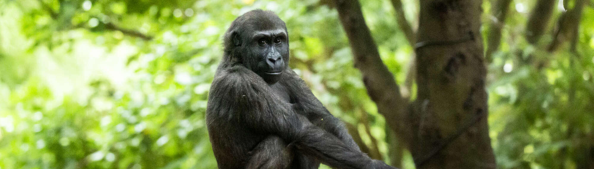 Gorilla Kanzi, looking right to the camera against a forest backdrop.