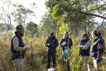 Broad-toothed Rat first observed and confirmed in the Coranderrk Bushland.  Discovery of the population was made after detection dog Moss's signalling during training sessions.