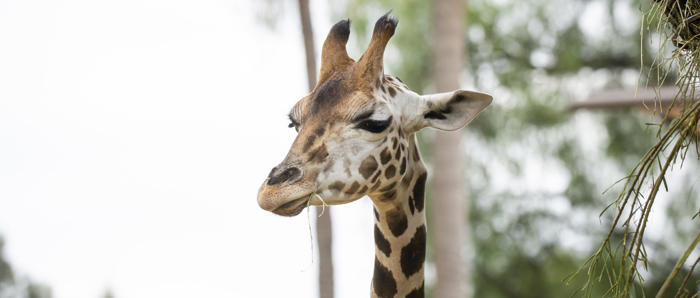 Male Giraffe Klintun Close Up Of Head And Neck Looking Toward Left Of Frame