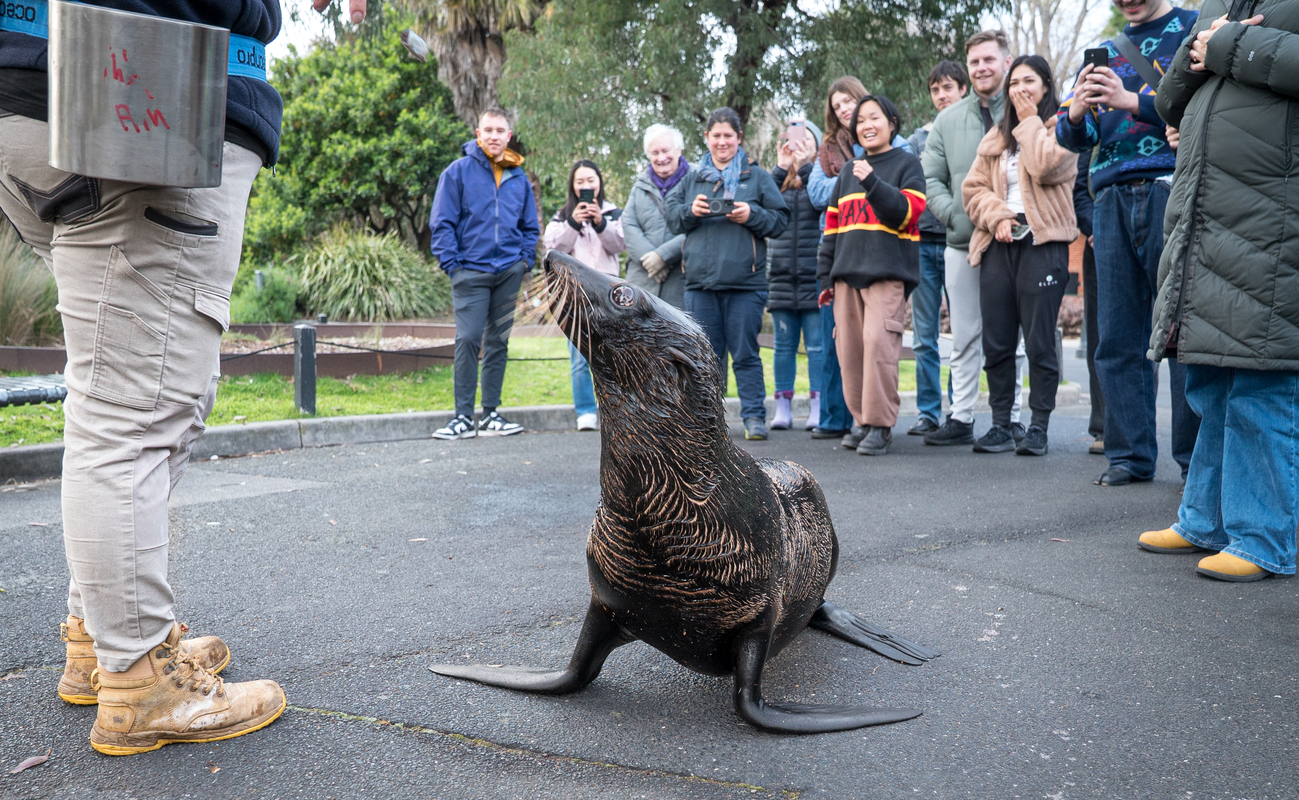Fur-Seal free-roaming with her Keeper and at least twelve guests of Roar 'n' Snore.