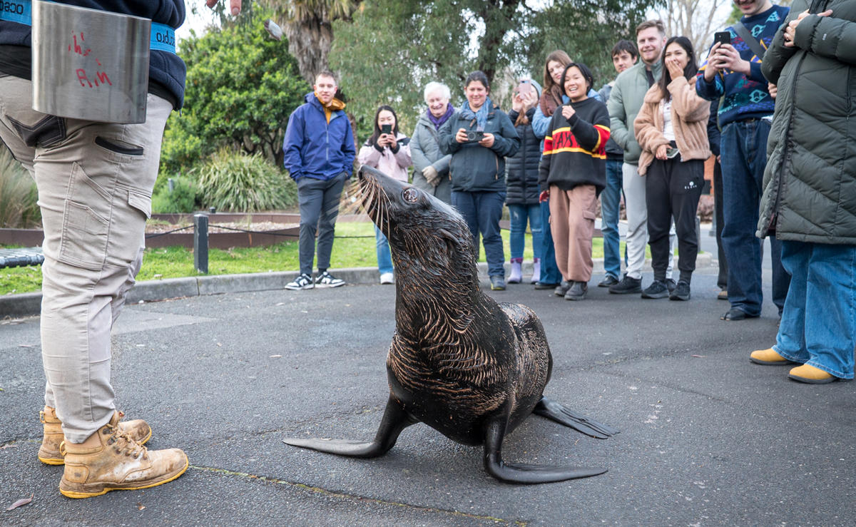 Fur-Seal free-roaming with her Keeper and at least twelve guests of Roar 'n' Snore.