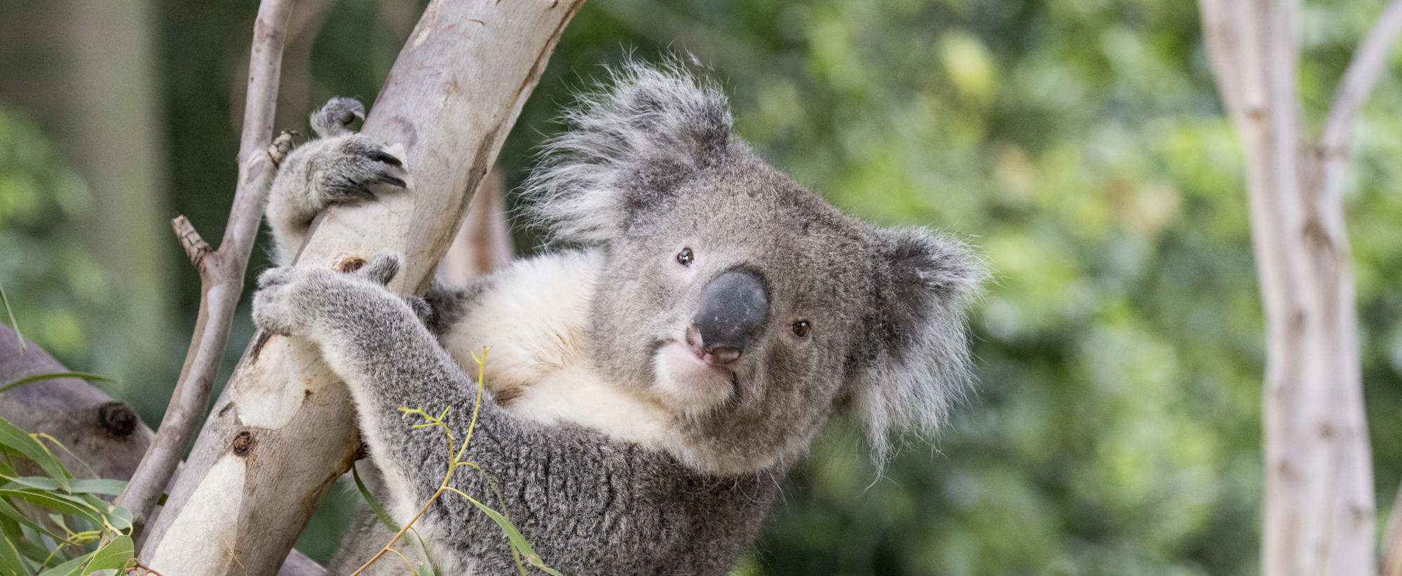 Close-up of Koala clinging to tree branch, looking left to camera.