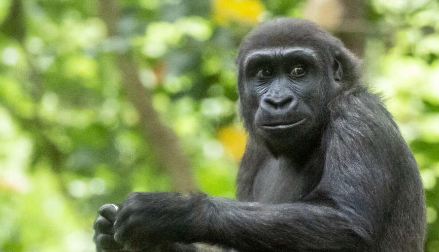 Young gorilla staring to the side of the camera with hands in front, with trees in the background