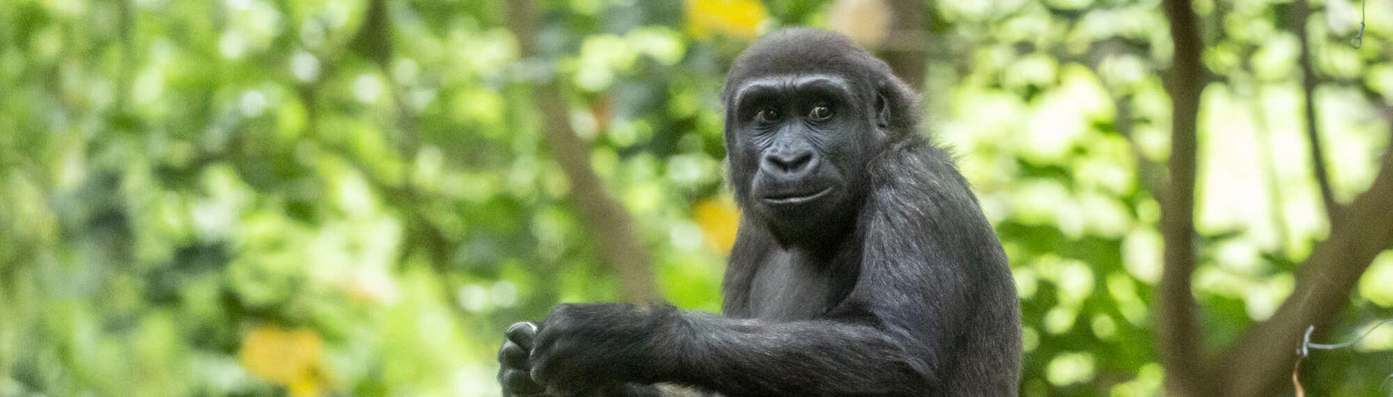 Young gorilla staring to the side of the camera with hands in front, with trees in the background