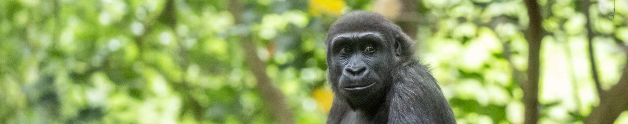 Young Gorilla Kanzi staring to the side of the camera with her hands in front, with trees in the background.