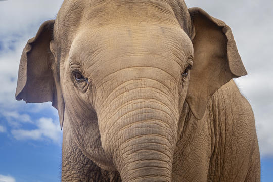 Young Asian Elephant, photographed from a low angle.  Blue sky in background. Close up, looking at camera.