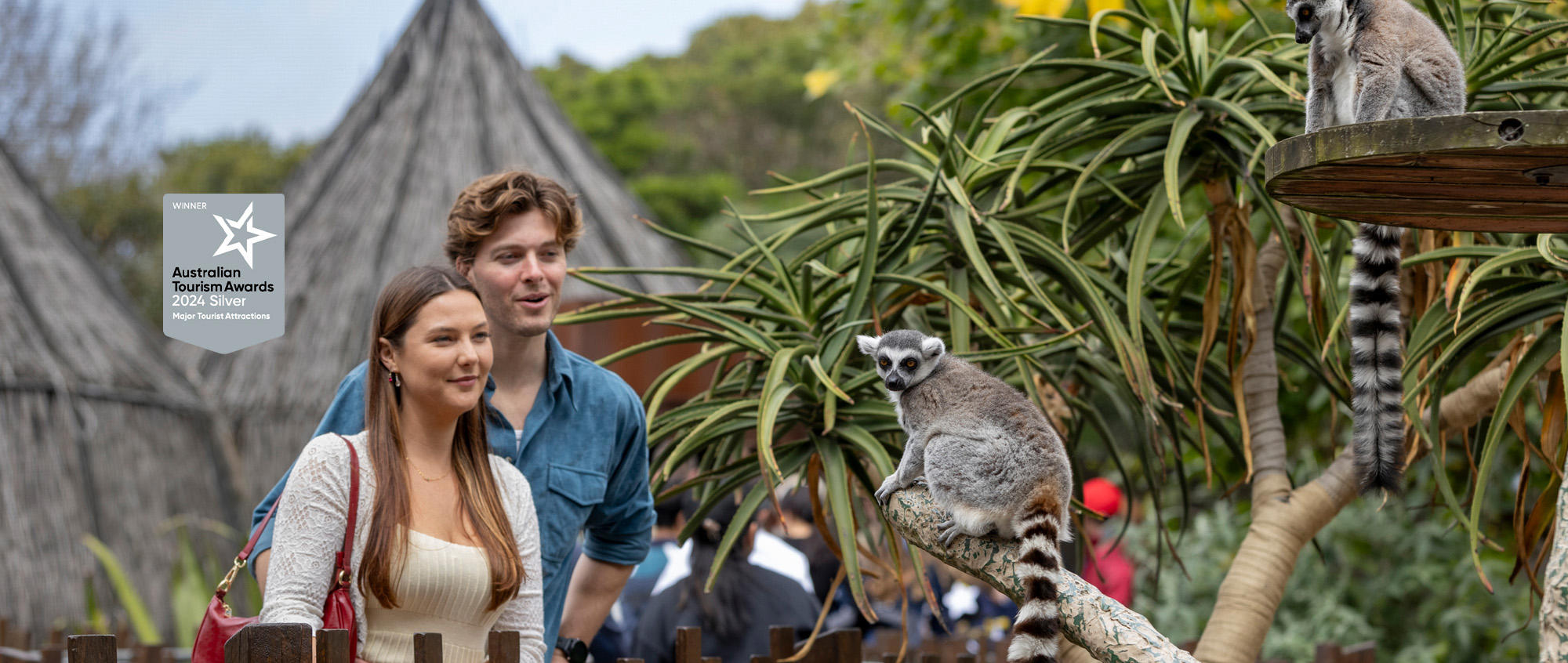 "Silver Winner, Australian Tourism Awards, Two-thousand-twenty-four, Major Tourist Attractions" - Two "visitors" look at two Lemurs, one looking left to the camera.