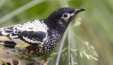 Regent Honeyeaters exploring new home in Australian Trail.