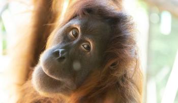 An orangutan looking to the right of the camera with its head tilted and its lips pursed